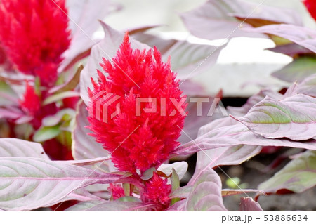 三鷹中原に咲く赤いケイトウの花 53886634