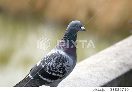ハト 鳩 伝書バト 野生鳩 野生ハト 野バト 野鳩 野鳥 ハト 鳩 伝書バト 野生鳩 野生ハト 野バト 野鳩 野鳥 53886710