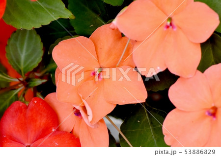 三鷹中原に咲くオレンジ色のアフリカホウセンカ インパチェンス の写真素材 5369