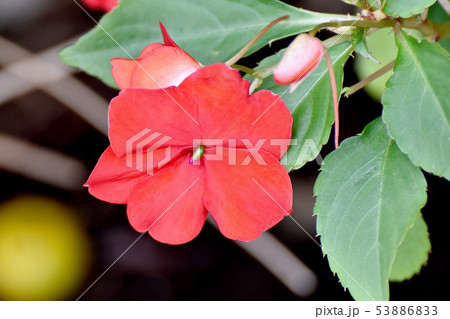 三鷹中原に咲く赤いアフリカホウセンカ(インパチェンス) 三鷹中原に咲く赤いアフリカホウセンカ(インパチェンス) 53886833