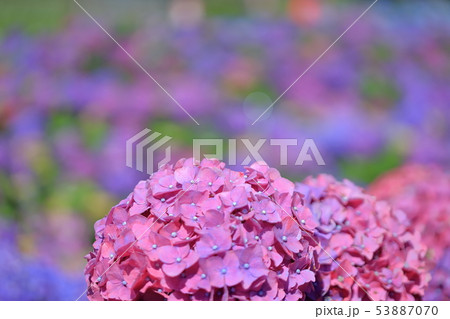 紫陽花 アジサイ あじさい 53887070