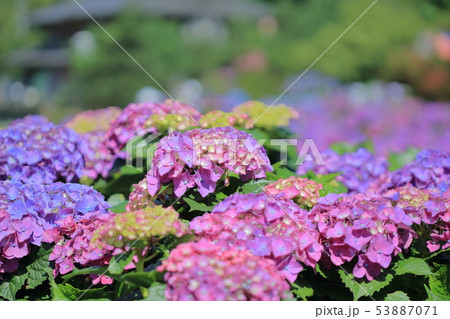 紫陽花 アジサイ あじさい 53887071