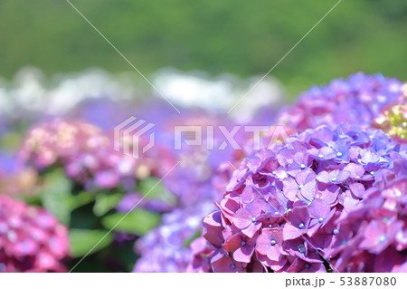 紫陽花 アジサイ あじさい 53887080