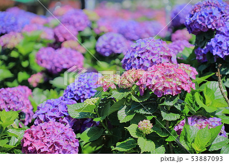 紫陽花 アジサイ あじさい 53887093