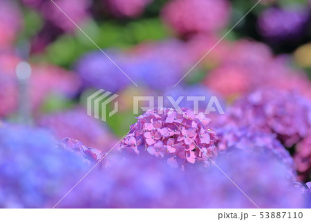 紫陽花 アジサイ あじさい 53887110