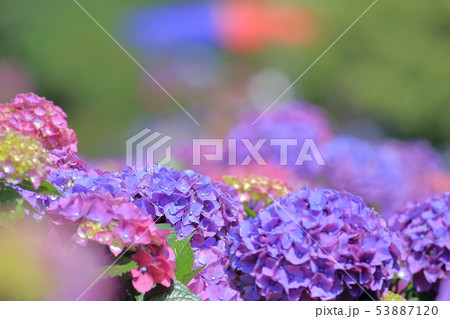 紫陽花 アジサイ あじさい 53887120