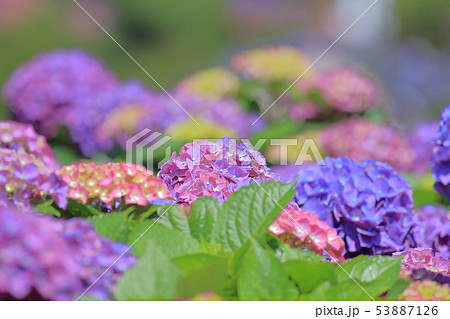 紫陽花 アジサイ あじさい 53887126