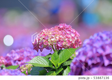 紫陽花 アジサイ あじさい 53887136