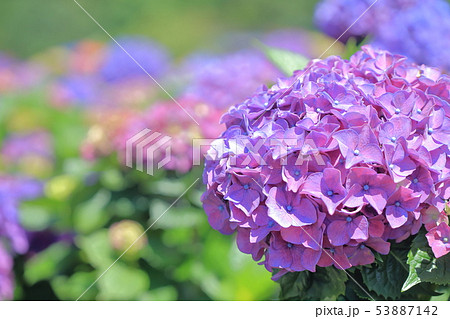 紫陽花 アジサイ あじさい 53887142