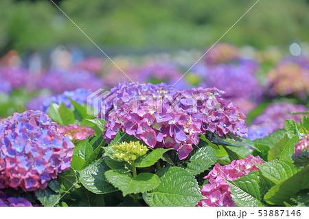 紫陽花 アジサイ あじさい 53887146