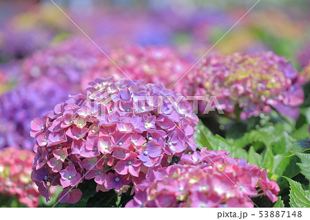 紫陽花 アジサイ あじさい 53887148
