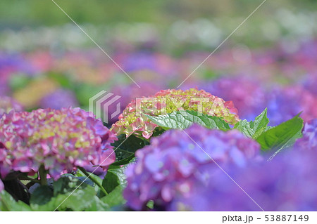 紫陽花 アジサイ あじさい 53887149