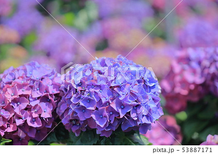 紫陽花 アジサイ あじさい 53887171