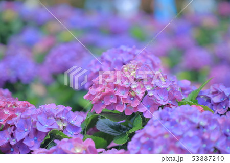 紫陽花 アジサイ あじさい 53887240