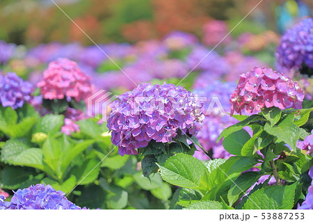 紫陽花 アジサイ あじさい 53887253