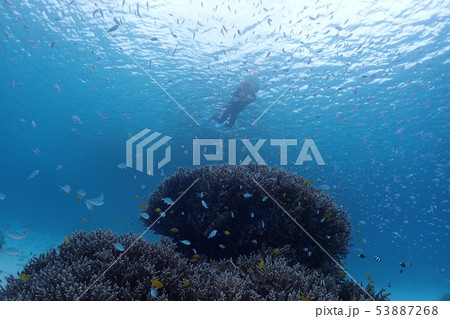 沖縄県/海/海中/夏/マリンスポーツ/サンゴ礁 沖縄県/海/海中/夏/マリンスポーツ/サンゴ礁 53887268