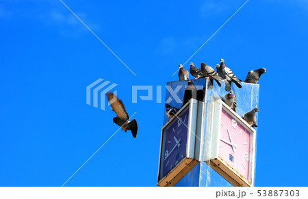ハト 鳩 伝書バト 野生鳩 野生ハト 野バト 野鳩 野鳥 ハト 鳩 伝書バト 野生鳩 野生ハト 野バト 野鳩 野鳥 53887303