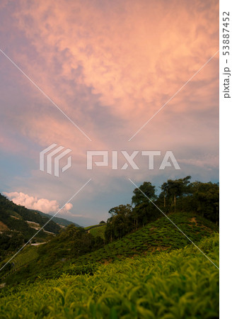 Tea Fields in the Cameron Highlands. 53887452