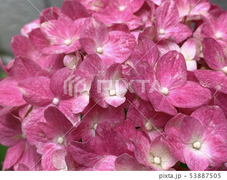 あじさい -hydrangea-あじさい -hydrangea- 53887505