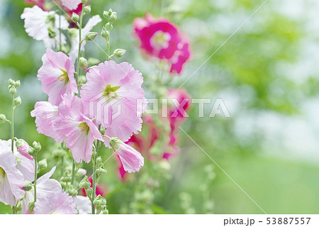 タチアオイ 梅雨葵 タチアオイ 梅雨葵 53887557