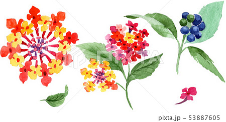 Red lantana floral botanical flowers. Watercolor background illustration set. Isolated lantana 53887605