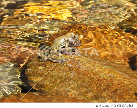 カジカガエルの縄張り争い 53887662