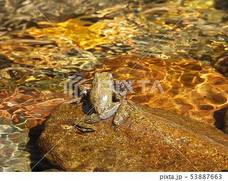 カジカガエルの縄張り争い カジカガエルの縄張り争い 53887663