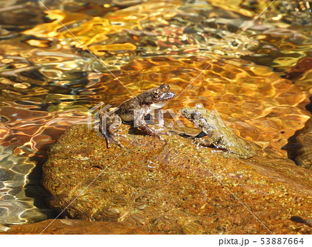 カジカガエルの縄張り争い カジカガエルの縄張り争い 53887664