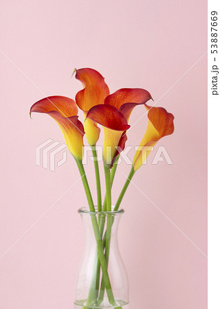 カラー　花 53887669