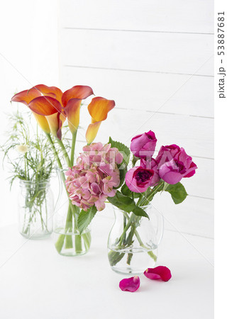 バラ　あじさい　カラー 53887681