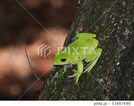 モリアオガエルの雄 モリアオガエルの雄 53887686