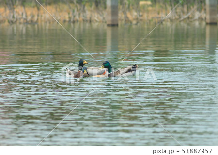 アヒル あひる 鴨 53887957