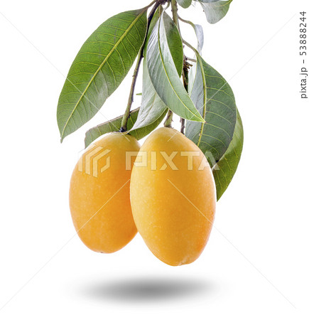 Closeup sweet Marian plum thai fruit isolated on Closeup sweet Marian plum thai fruit isolated on 53888244