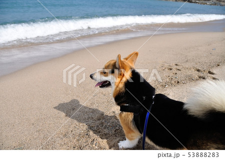 波打ち際歩き 波打ち際歩き 53888283