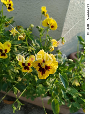 花壇の花 花壇の花 53888344