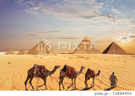 Camel caravan near the Great Pyramids of Giza in Egypt 53888404