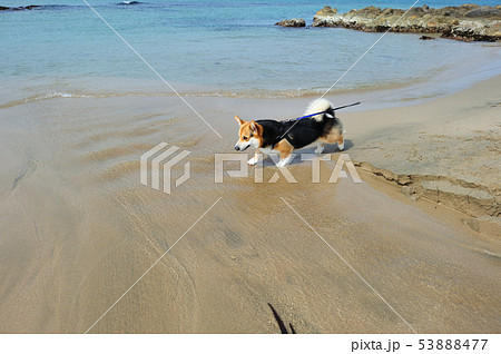 波打ち際歩き 53888477