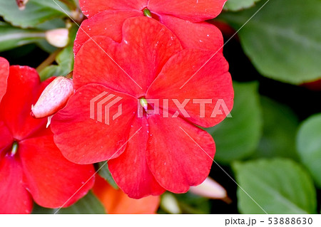 三鷹中原に咲く赤いアフリカホウセンカ（インパチェンス） 53888630