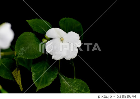三鷹中原に咲く白いアフリカホウセンカ(インパチェンス) 三鷹中原に咲く白いアフリカホウセンカ(インパチェンス) 53888644