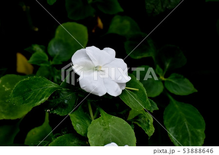 三鷹中原に咲く白いアフリカホウセンカ（インパチェンス） 53888646