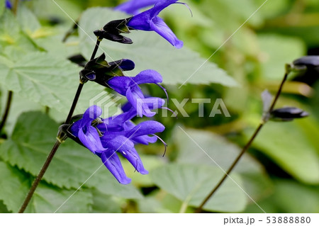 三鷹中原に咲く青いサルビアガラニチカ(メドーセージ) 三鷹中原に咲く青いサルビアガラニチカ(メドーセージ) 53888880