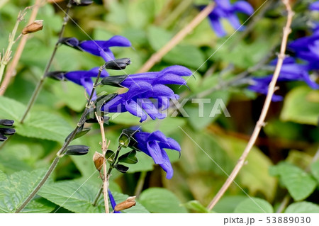三鷹中原に咲く青いサルビアガラニチカ(メドーセージ) 三鷹中原に咲く青いサルビアガラニチカ(メドーセージ) 53889030