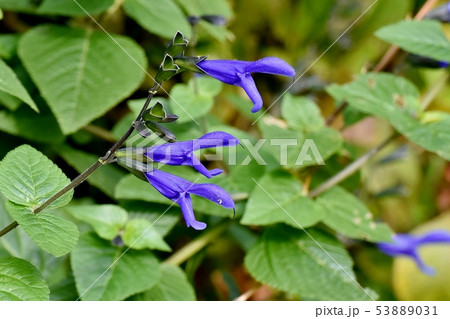 三鷹中原に咲く青いサルビアガラニチカ(メドーセージ) 三鷹中原に咲く青いサルビアガラニチカ(メドーセージ) 53889031