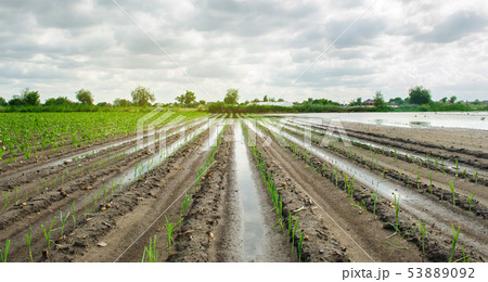 Agricultural land affected by flooding. Flooded Agricultural land affected by flooding. Flooded 53889092