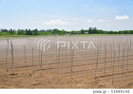 初夏の北海道留寿都村で長芋の種芋を植え終わった畑の風景を撮影 初夏の北海道留寿都村で長芋の種芋を植え終わった畑の風景を撮影 53889146