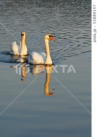 白鳥 親子 子育て 白鳥 親子 子育て 53889147