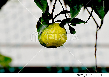 三鷹中原になる黄色いユズの実 53889159