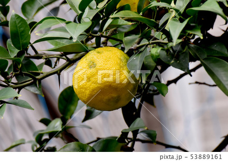 三鷹中原になる黄色いユズの実 53889161