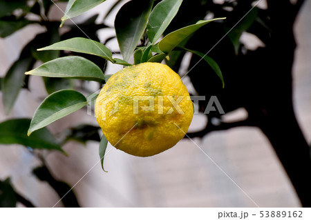 三鷹中原になる黄色いユズの実 三鷹中原になる黄色いユズの実 53889162