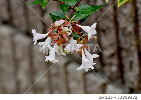 三鷹中原に咲く白いアベリア 三鷹中原に咲く白いアベリア 53889372